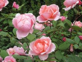 Le macchie nere sulle foglie di rosa: come trattare una malattia pericolosa