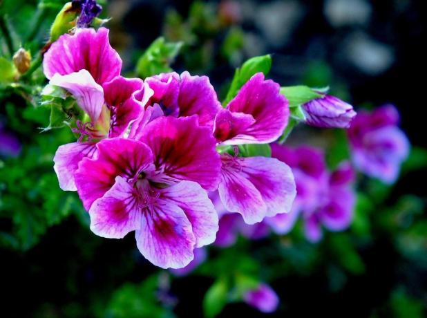 geranio viola appare luminoso e spettacolare. Foto - archivio personale