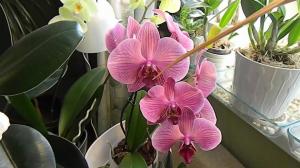 Umidità al coltivazione delle orchidee