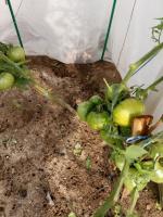 Pomodori maturano male nei giorni di pioggia. Li posso raccogliere verde e maturare in casa