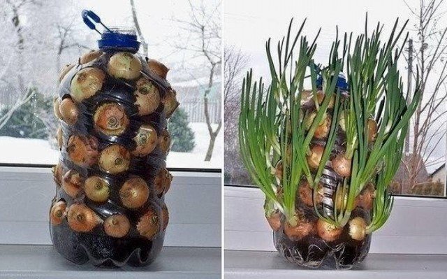 Il metodo unico di coltivazione della cipolla sul davanzale della finestra | Giardinaggio e orticoltura