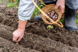 Raccolta di autunno: pianta alberi, arbusti, fiori e ortaggi