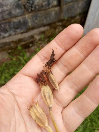 calendula seedpods