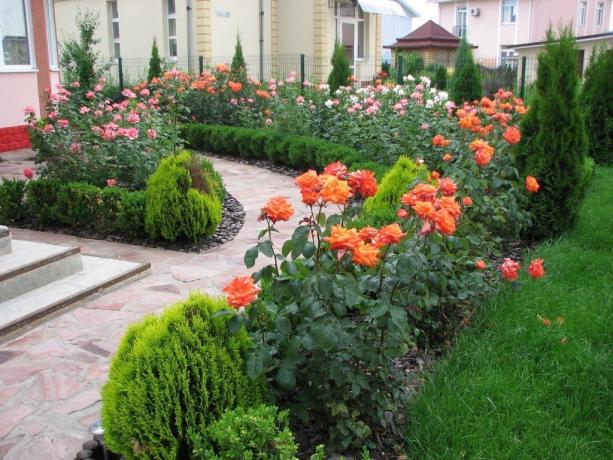 Fragrante giardino di rose. Illustrazione con yo-studio.ru