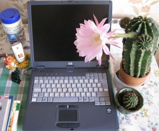 Cactus al computer. Foto da Internet