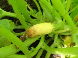 Ovaio zucchine giallo, putrefazione e cadere: ⚡ cosa fare per salvare il raccolto in giardino