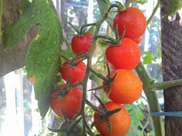 Maturazione pomodori - spettacolo per gli occhi! (Mojateplica.ru)