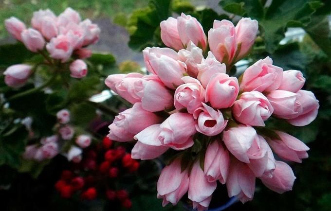 Delicato bouquet di geranio tulipano