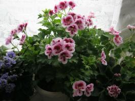 Come pelargonium pinch: le principali raccomandazioni