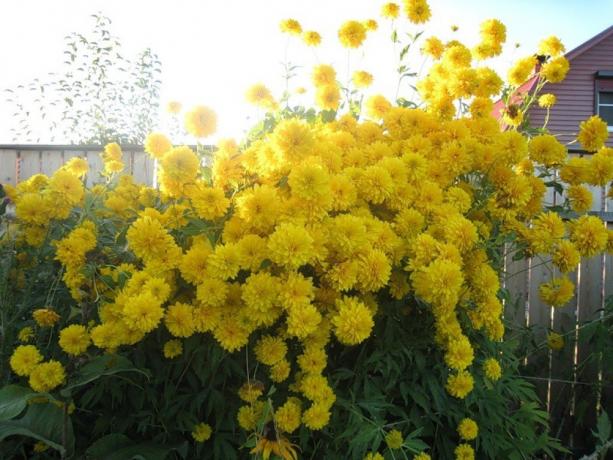 Guardando al futuro, voglio dire: il mio recinto necessariamente crescerà questo fiore!