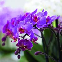 Quello che è comune in orchidee Phalaenopsis e decabristi?