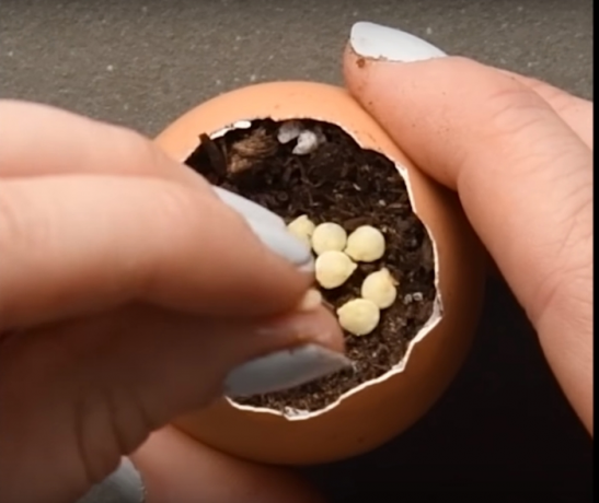 Piantare i semi in un uovo