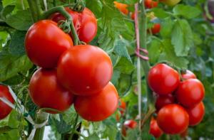 Quello che oggi è necessario per i pomodori nel giardino