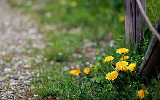 Lottando con macchie di denti di leone | Giardinaggio e orticoltura