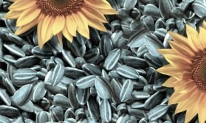 Benefici e rischi di semi di girasole per il corpo