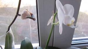 Le ragioni di cadere gemme in orchidee