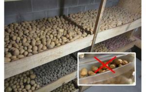 Errori nel stoccaggio patate. Come conservare le patate.