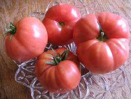 6 undemanding sottodimensionato pomodoro allevamento siberiano