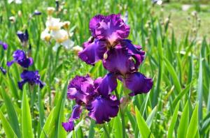 Iris nel giardino: come far crescere deliziosi fiori senza problemi