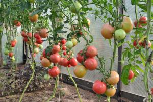 5 segreti per la cura per il pomodoro di altezza. Grow grande raccolto senza il fastidio