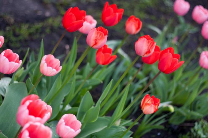 I grow semplici varietà di tulipani (vedi foto), ma piano per ordine con frangia viola chiaro. Se riesco a trovare!