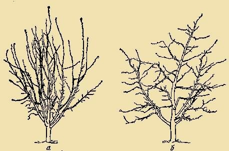 potatura primaverile viene applicato attivamente per giovani alberi - paesaggistico maturi alberi, che sono soggetti a questa procedura ogni anno, hanno bisogno ogni anno ci sono meno (non stiamo parlando di anti-invecchiamento potatura).
