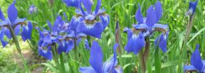 Come fare un giardino di iris capolavori: l'analisi predilezioni piante 🌸