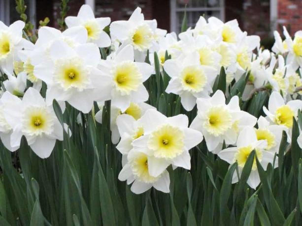 Per me personalmente, narcisi - uno dei simboli di 9 maggio Giorno della Vittoria. A scuola, ci hanno dato un gruppo di loro veterani!