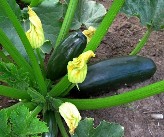 Maturazione zucchine. Foto da Internet