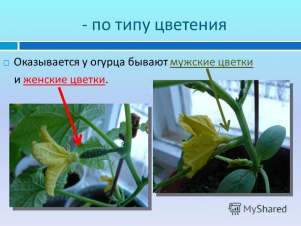 Un esempio illustrativo di un sito myshared.ru