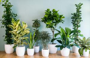 La scelta delle piante d'appartamento - da dove cominciare