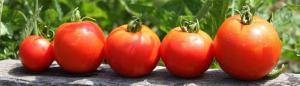 Piantare i pomodori per l'inverno? Sì! la germinazione precoce e raccolta