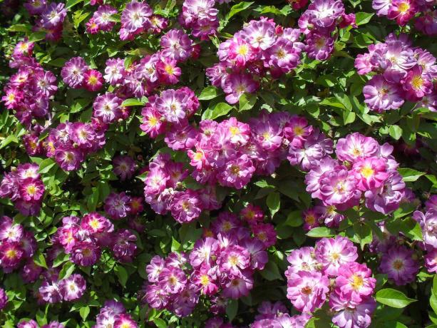 l'orgoglio del mio giardino - rosa rampicante varietà Vilchenblau
