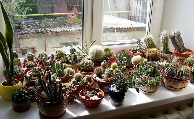 Raccolta di cactus sulla finestra a sud