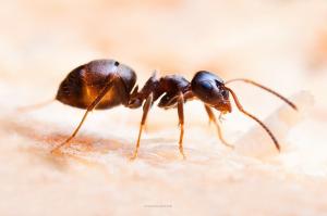 Da formiche consegnare semola ingrediente aggiuntivo solo