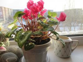 Regole semplici lussuoso Ciclamino: la cura durante e dopo la fioritura