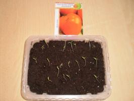 Cosa fare subito dopo la germinazione dei pomodori?