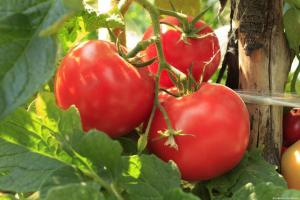 Accelera la maturazione pomodori e aumentare il loro raccolto di 2 volte