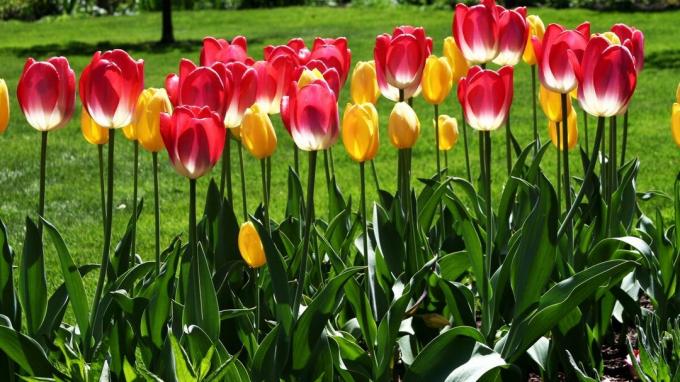 Tulip - uno dei simboli di giardino di primavera! Foto: wallpaperscraft.ru