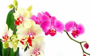 La cura per l'orchidea dopo la fioritura