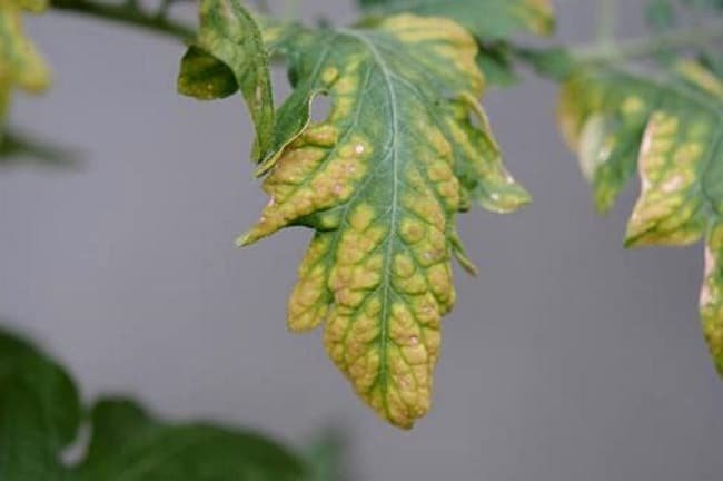 Foto foglie gialle dal pomodoro