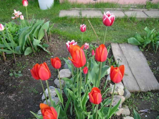 Sì, i tulipani - è facile. Ma con stile!