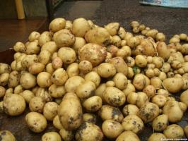 Mettendo fino a 15 kg. patate con 1 sq. m: Metodo Kvartalnova