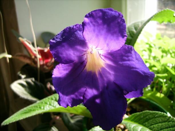Grandi fiori - uno dei più importanti vantaggi di strepokarpusa