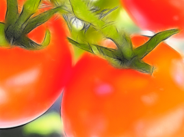 5 modi per accelerare la maturazione dei pomodori