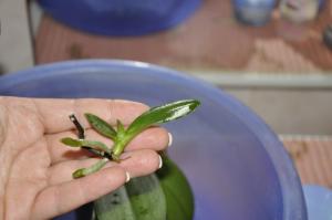 Come propagare le orchidee in casa attraverso il peduncolo