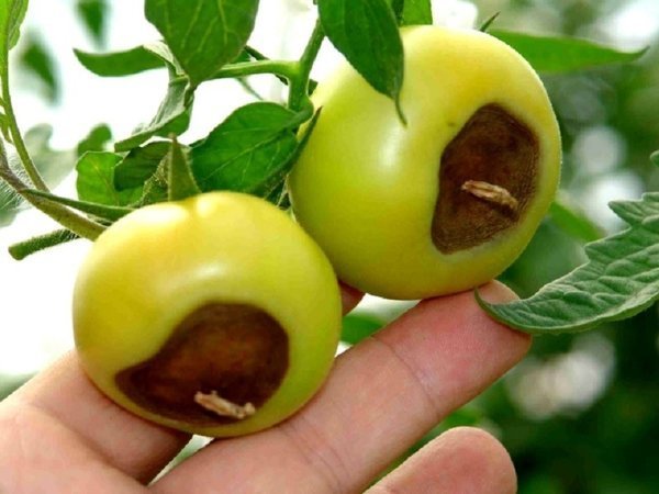 Un classico esempio del marciume apicale nel pomodoro. Foto - liveinternet.ru