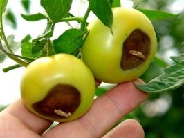 Rot Fiore di pomodori: sintomi e trattamento