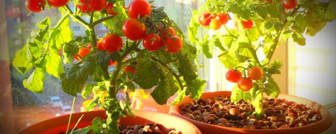 Per una buona fruttificazione pomodori in vaso hanno bisogno di un sacco di sole