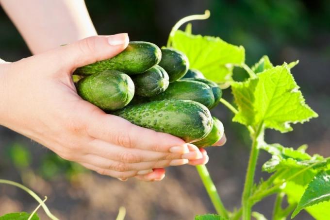 Modi per ottenere un raccolto abbondante di cetrioli, in base alle esigenze delle colture vegetali naturali (